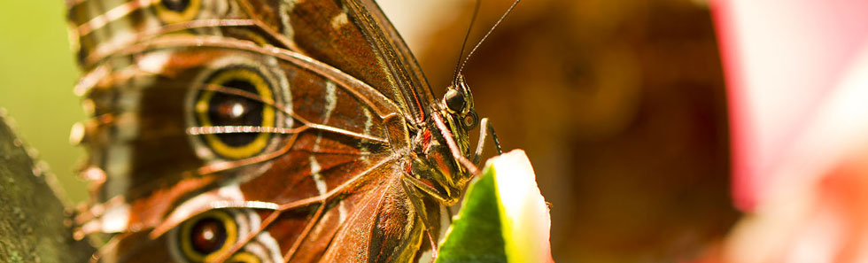 网页版短信攻击