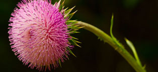 企业版软件的小七短信在线网页轰炸