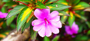 软件商城稳定的打爆别人电话的软件